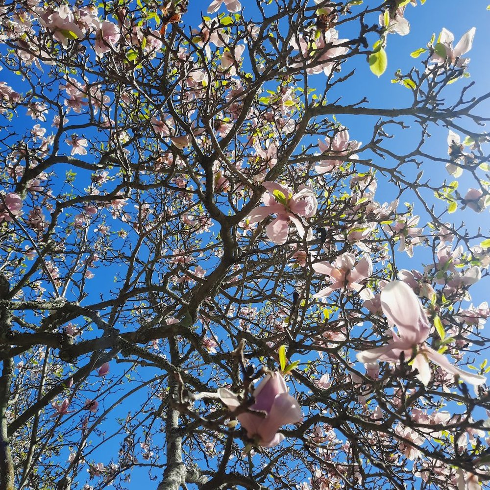 Meet your Posher, Cove